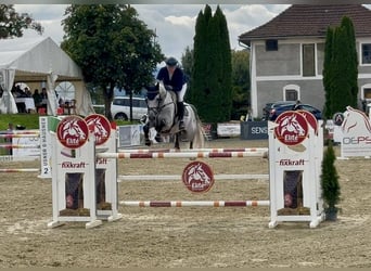 Holstein, Gelding, 7 years, 16.1 hh