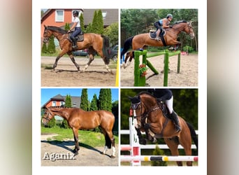 Holstein, Gelding, 7 years, 16,2 hh, Bay