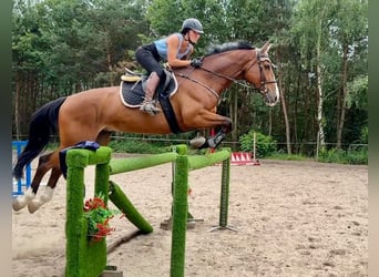 Holstein, Gelding, 7 years, 16,2 hh, Bay