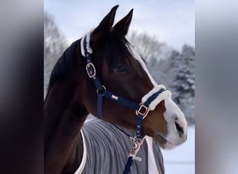 Holstein, Gelding, 7 years, 16.2 hh, Brown