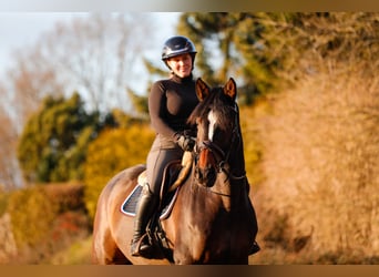 Holstein, Gelding, 7 years, 16.2 hh, Brown