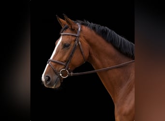 Holstein, Gelding, 7 years, 16.2 hh, Brown