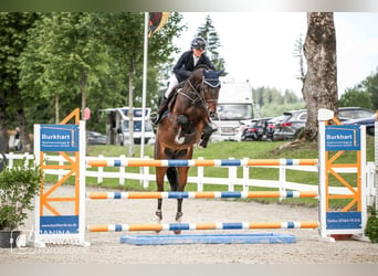 Holstein, Gelding, 7 years, 16.2 hh, Brown