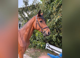 Holstein, Gelding, 7 years, 16.2 hh, Brown