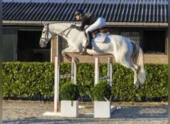 Holsteiner, Wallach, 7 Jahre, 16,2 hh, Schimmel