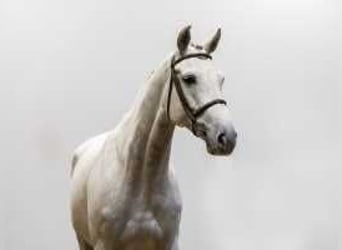 Holsteiner, Wallach, 7 Jahre, 16,2 hh, Schimmel