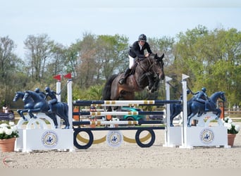 Holstein, Gelding, 7 years, 16,2 hh, Smoky-Black