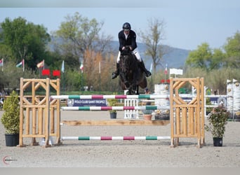 Holstein, Gelding, 7 years, 16,2 hh, Smoky-Black