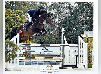 Holstein, Gelding, 7 years, 16,2 hh, Smoky-Black