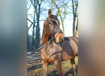 Holstein, Gelding, 7 years, 16,3 hh, Bay-Dark