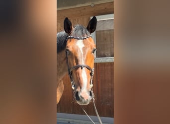 Holstein, Gelding, 7 years, 16,3 hh, Brown