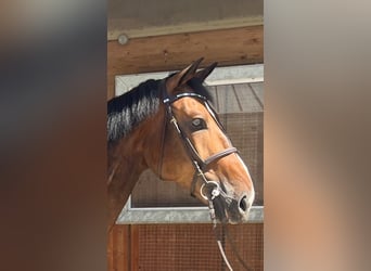 Holstein, Gelding, 7 years, 16,3 hh, Brown