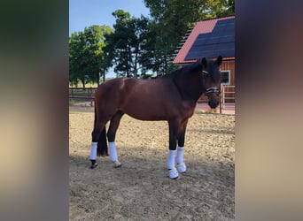 Holstein, Gelding, 7 years, 16,3 hh