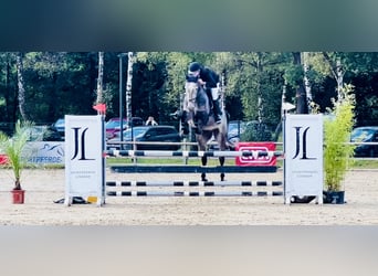 Holstein, Gelding, 7 years, 16,3 hh, Gray