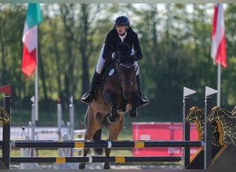 Holstein, Gelding, 7 years, 16 hh, Bay-Dark