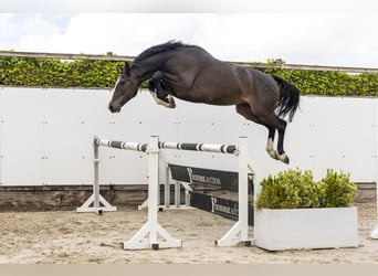 Holstein, Gelding, 7 years, 16 hh, Bay-Dark