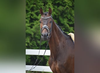 Holstein, Gelding, 7 years, 16,1 hh, Bay-Dark