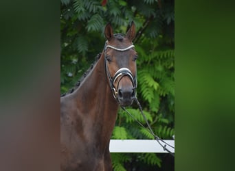Holstein, Gelding, 7 years, 16,1 hh, Bay-Dark