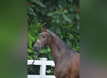 Holstein, Gelding, 7 years, 16,1 hh, Bay-Dark