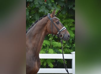 Holstein, Gelding, 7 years, 16,1 hh, Bay-Dark