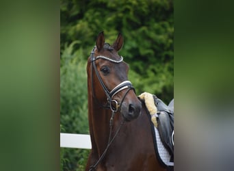 Holstein, Gelding, 7 years, 16,1 hh, Bay-Dark
