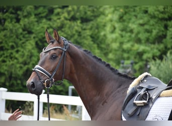 Holstein, Gelding, 7 years, 16,1 hh, Bay-Dark