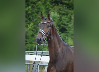 Holstein, Gelding, 7 years, 16,1 hh, Bay-Dark