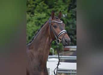 Holstein, Gelding, 7 years, 16,1 hh, Bay-Dark