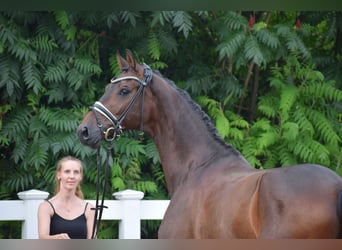 Holstein, Gelding, 7 years, 16,1 hh, Bay-Dark