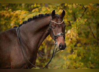 Holstein, Gelding, 7 years, 16,1 hh, Bay-Dark