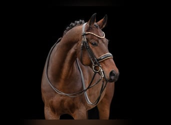Holstein, Gelding, 7 years, 16,1 hh, Bay-Dark