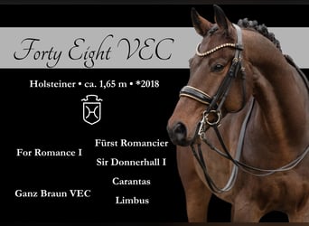 Holstein, Gelding, 7 years, 16,1 hh, Bay-Dark