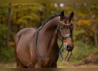 Holstein, Gelding, 7 years, 16,1 hh, Bay-Dark