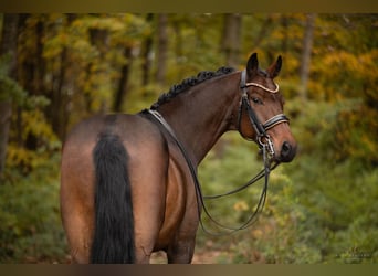 Holstein, Gelding, 7 years, 16,1 hh, Bay-Dark