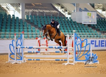 Holstein, Gelding, 7 years, 16,1 hh, Brown