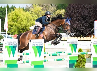 Holstein, Gelding, 7 years, 16,1 hh, Brown