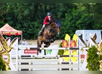 Holstein, Gelding, 7 years, 16,1 hh, Brown