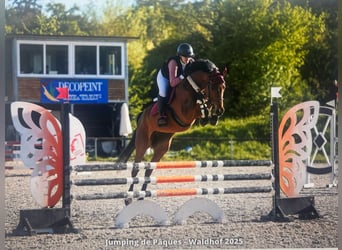 Holstein, Gelding, 7 years, 16,1 hh, Brown