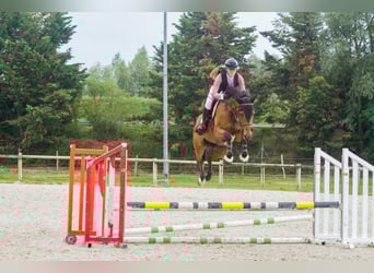 Holstein, Gelding, 7 years, 16,1 hh, Brown