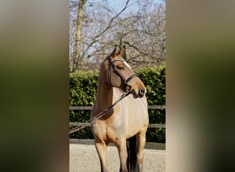 Holstein, Gelding, 7 years, 16,1 hh, Brown