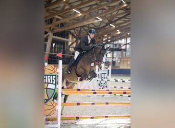 Holstein, Gelding, 7 years, 16,1 hh, Brown