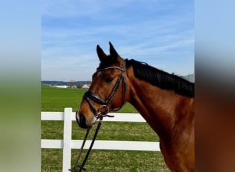 Holstein, Gelding, 7 years, 16,1 hh, Brown