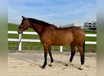 Holstein, Gelding, 7 years, 16,1 hh, Brown