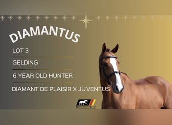 Holstein, Gelding, 7 years, 16,1 hh