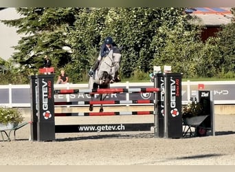 Holstein, Gelding, 7 years, 16,1 hh