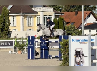 Holstein, Gelding, 7 years, 16,1 hh