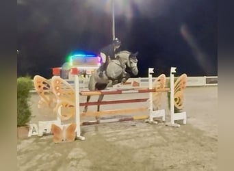 Holstein, Gelding, 7 years, 16,1 hh