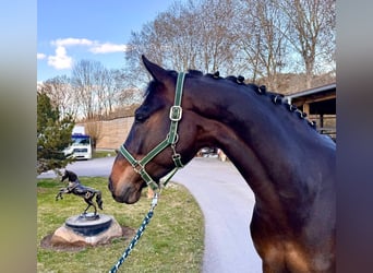 Holstein, Gelding, 7 years, 16,2 hh, Bay-Dark