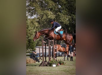 Holstein Mix, Gelding, 7 years, 16,2 hh, Brown