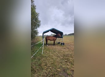 Holstein, Gelding, 7 years, 16,2 hh, Brown